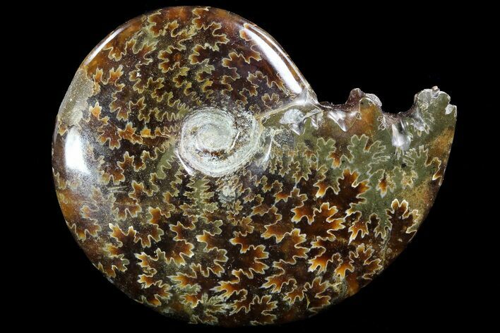 Polished, Agatized Ammonite (Cleoniceras) - Madagascar #73254